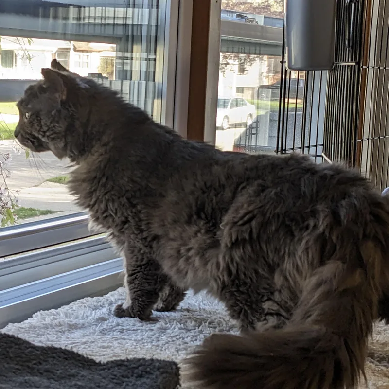 An adult medium-sized male Gray / Blue / Silver Domestic Medium Hair cat named Mr. Blue for adoption in Wyandotte, MI