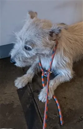A young medium-sized female Poodle dog named Jasper for adoption in Los Angeles, CA