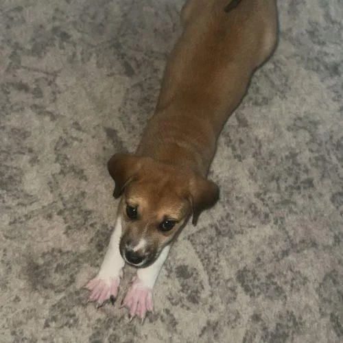 A baby medium-sized female Feist dog named Maple for adoption in Sanford, NC