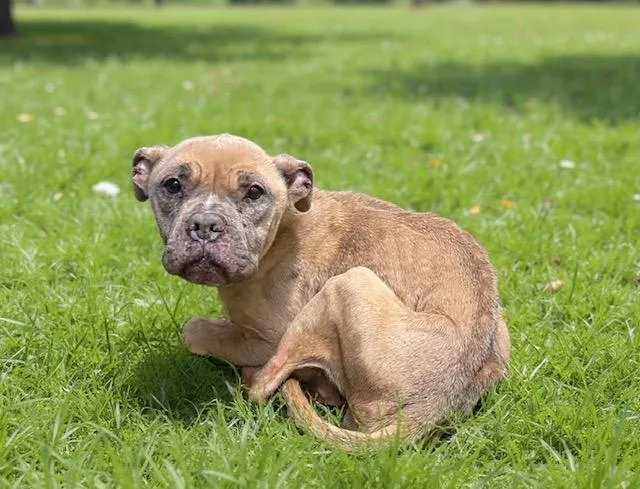 Buttercup