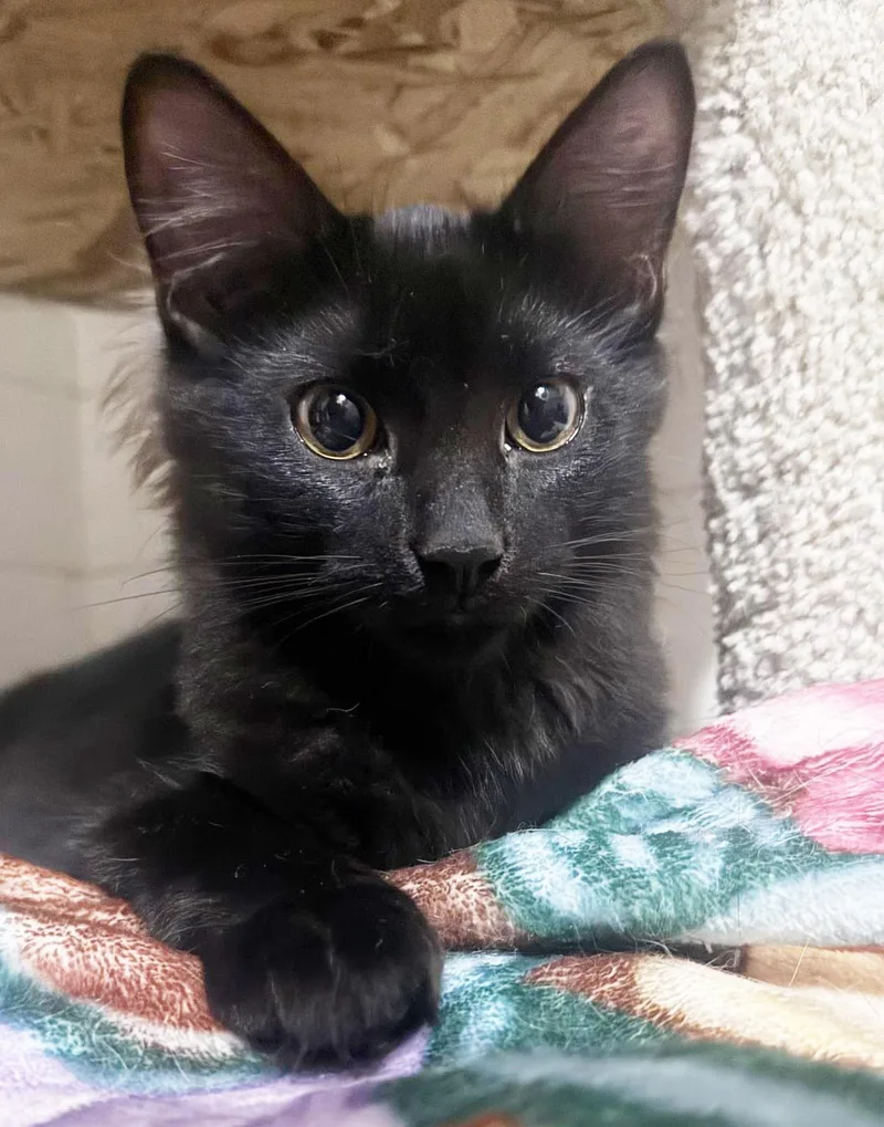 A baby small-sized male Black Domestic Medium Hair cat named Ziggy Stardust for adoption in Chandler, AZ