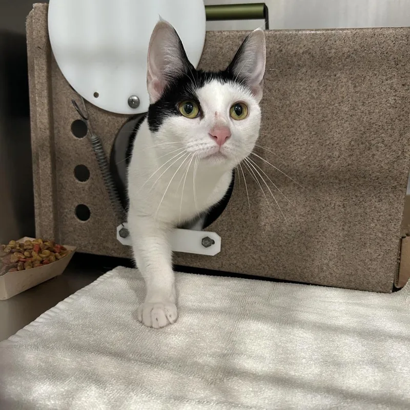 A young medium-sized female Black Domestic Short Hair cat named Kash for adoption in Newark, NJ