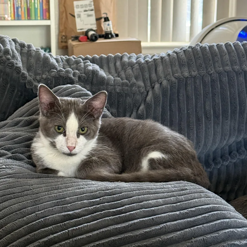 A young medium-sized male Gray & White Domestic Short Hair cat named Ghost for adoption in Tracy, CA