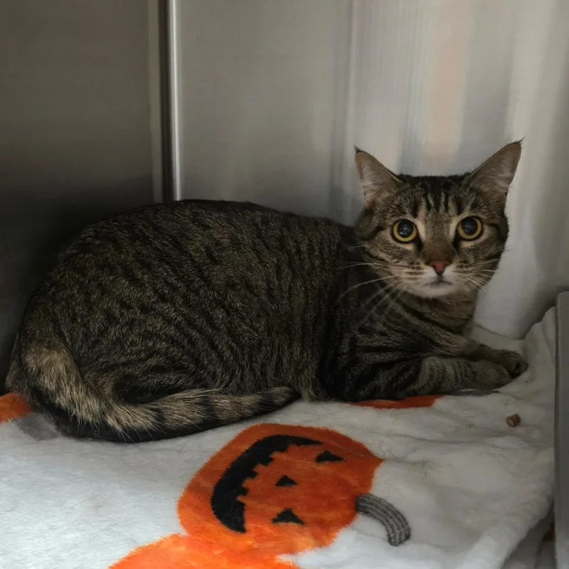 An adult large-sized female Brown / Chocolate Domestic Short Hair cat named Junie for adoption in Spokane, WA
