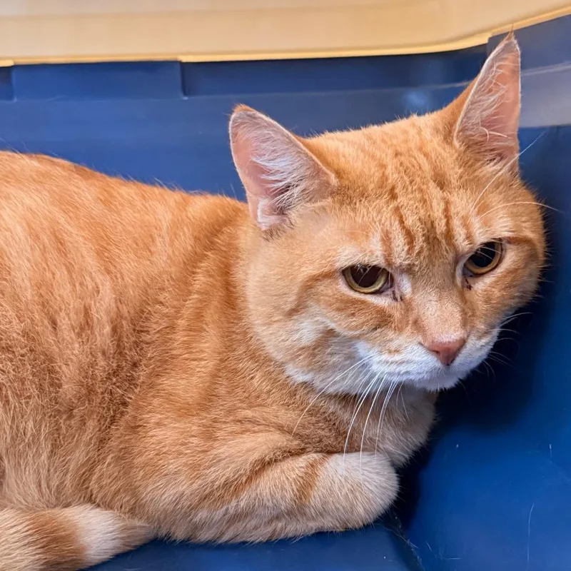 An adult medium-sized male Orange / Red Domestic Short Hair cat named Pudge for adoption in Evansville, IN