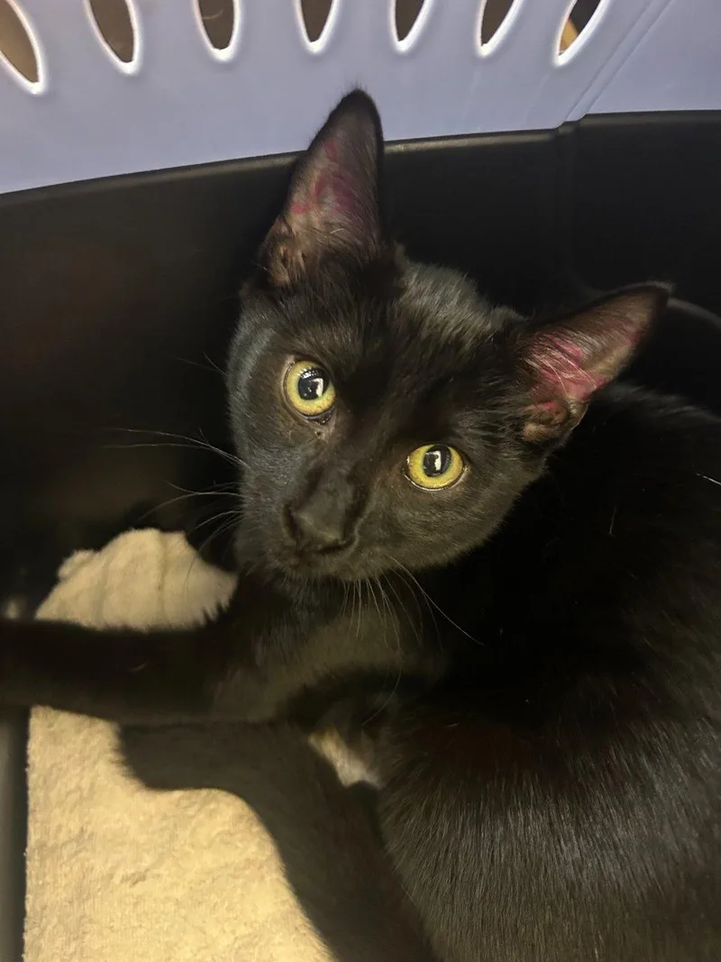 A baby small-sized male Black Domestic Short Hair cat named Breon for adoption in Raleigh, NC