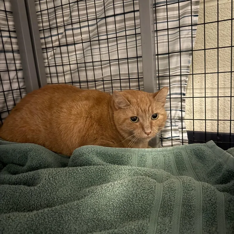 An adult large-sized female Domestic Short Hair cat named Jennifer for adoption in Charlottesville, VA