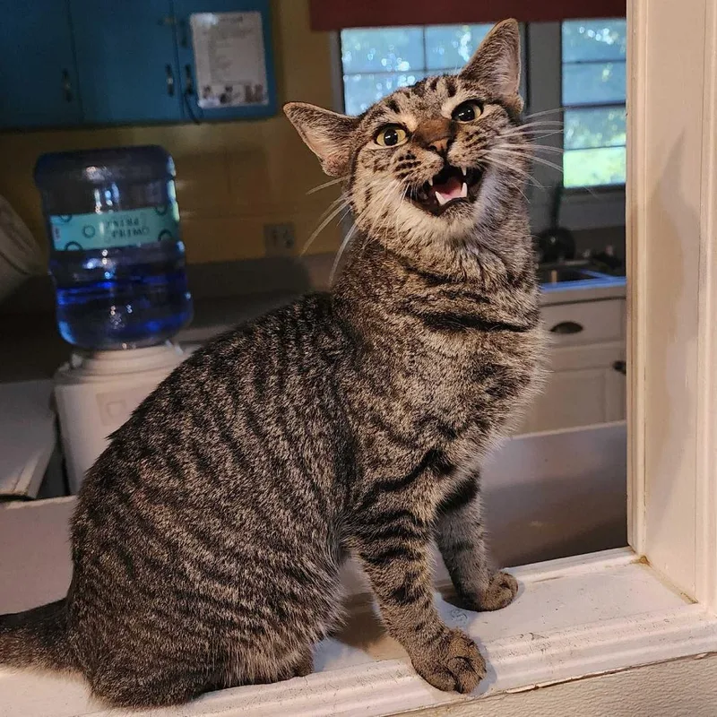 A young medium-sized male Black Domestic Short Hair cat named Love Stinks for adoption in Carencro, LA