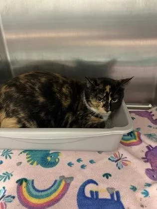 An adult extra large-sized female Domestic Short Hair cat named Xen for adoption in Lafayette, IN