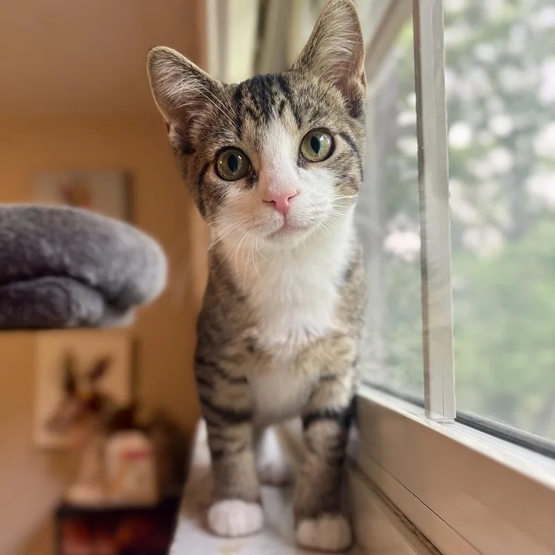 A baby medium-sized male Tabby (Buff / Tan / Fawn) Tabby cat named Ramen for adoption in Washington, PA