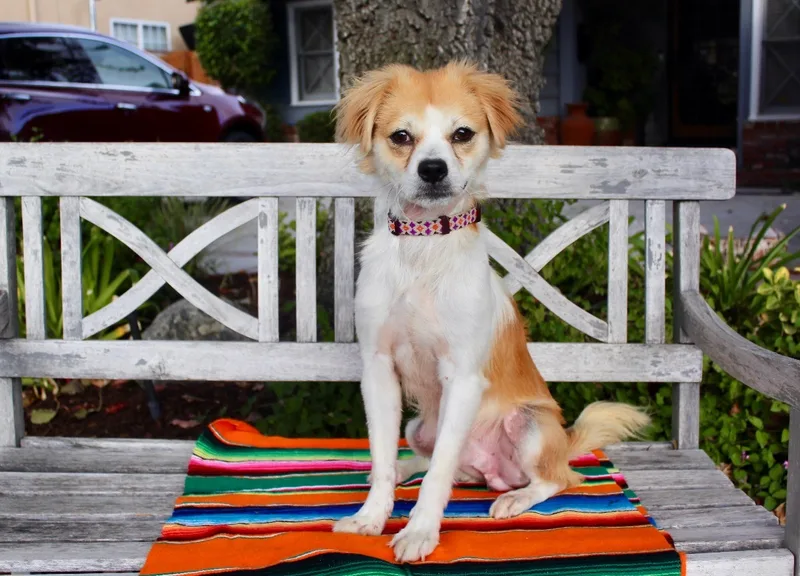 A young small-sized male White / Cream Spaniel dog named Pistol Pete for adoption