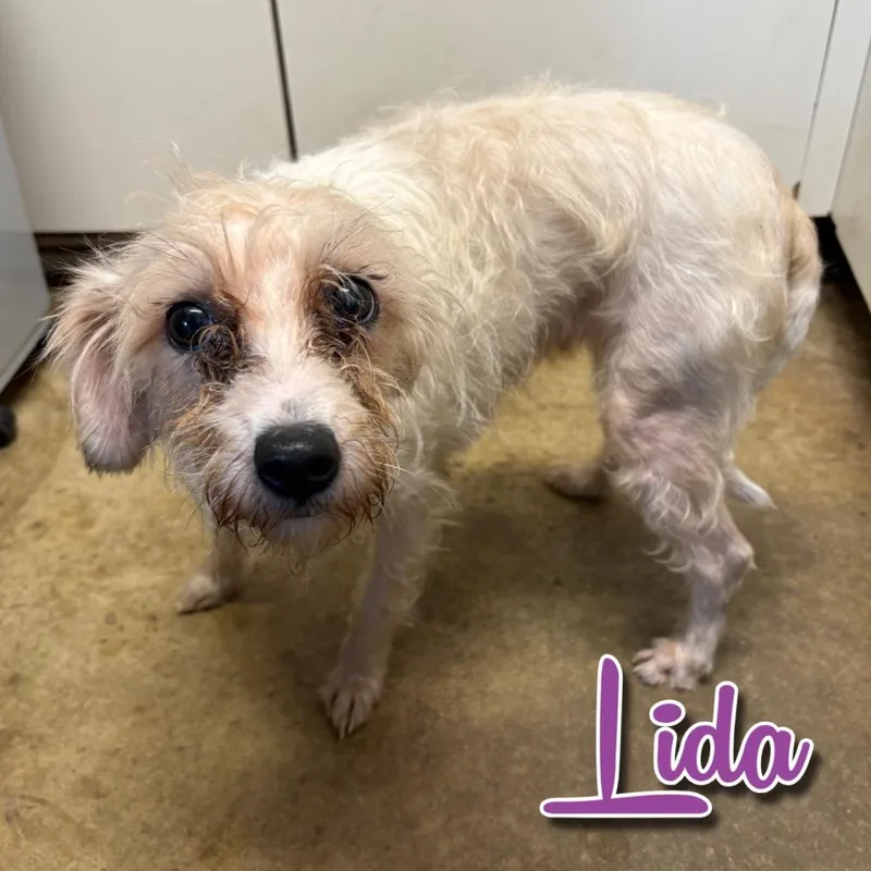 An adult small-sized female Poodle dog named Lida for adoption in Hillsboro, OH