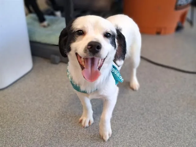 A young small-sized male Cavalier King Charles Spaniel dog named Max for adoption in Tustin, CA