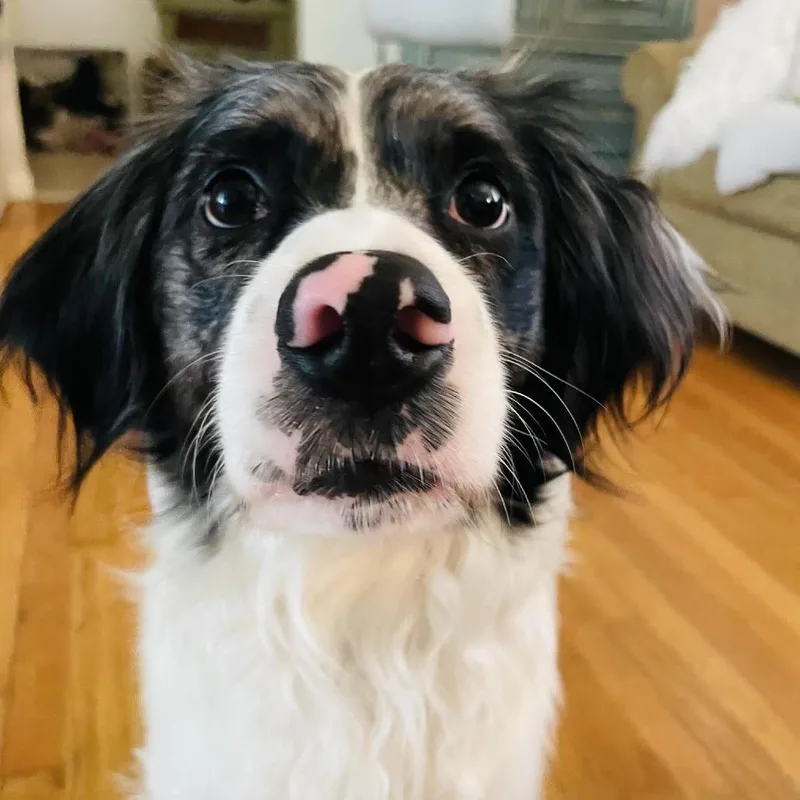 An adult large-sized male White / Cream Australian Shepherd dog named Finn for adoption in Bellingham, WA