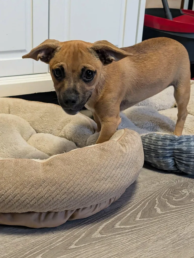 A baby small-sized male Brown / Chocolate Chihuahua dog named Dug for adoption in Lincoln, NE