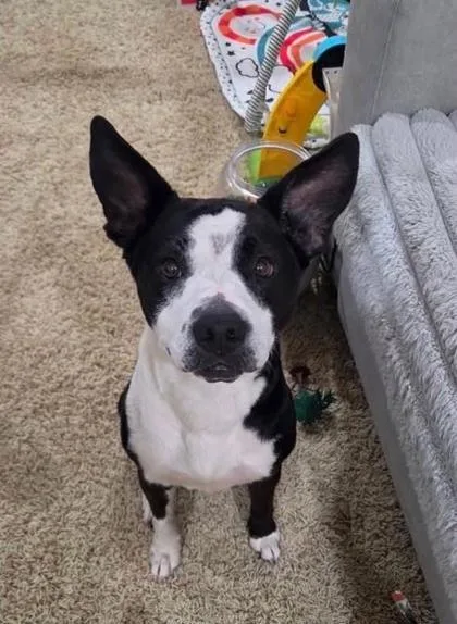 An adult medium-sized female Mixed Breed dog named Annie for adoption in Merriam, KS