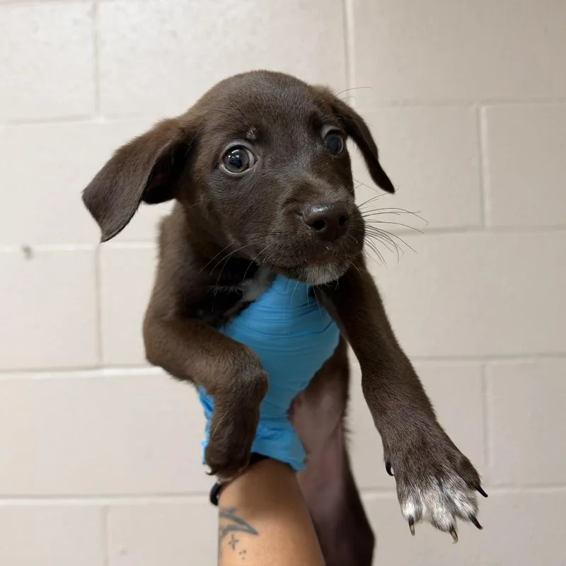 A baby small-sized male Brown / Chocolate Labrador Retriever dog named Scout for adoption in Birmingham, AL