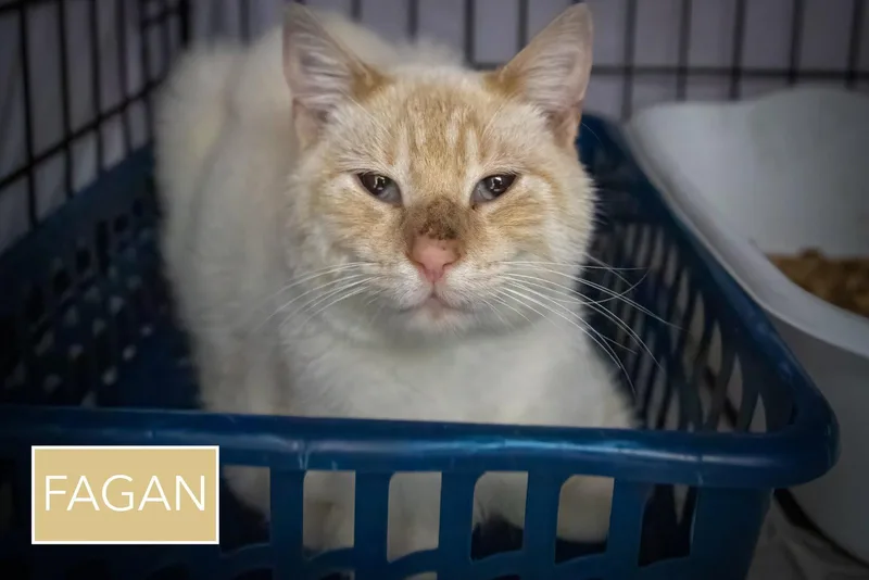 A young medium-sized male Siamese cat named Fagan for adoption in Greenville, DE