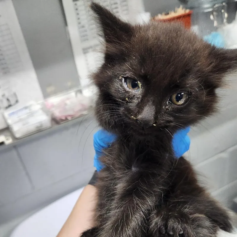 A baby small-sized male Black Domestic Short Hair cat named Rza @ Petsmart In for adoption in Summerville, SC
