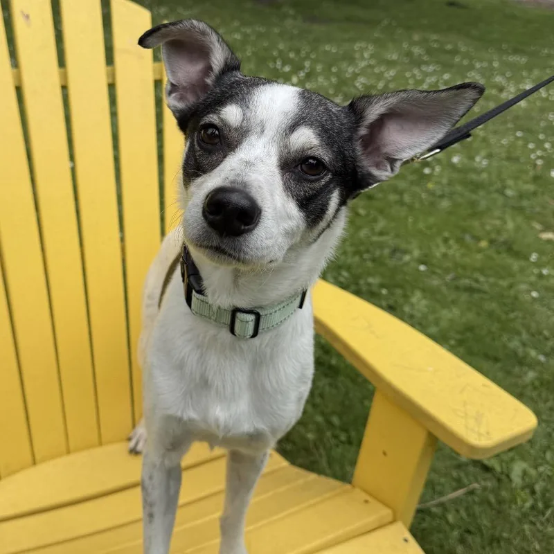 An adult small-sized male Black Mixed Breed dog named Too Short for adoption in San Francisco, CA