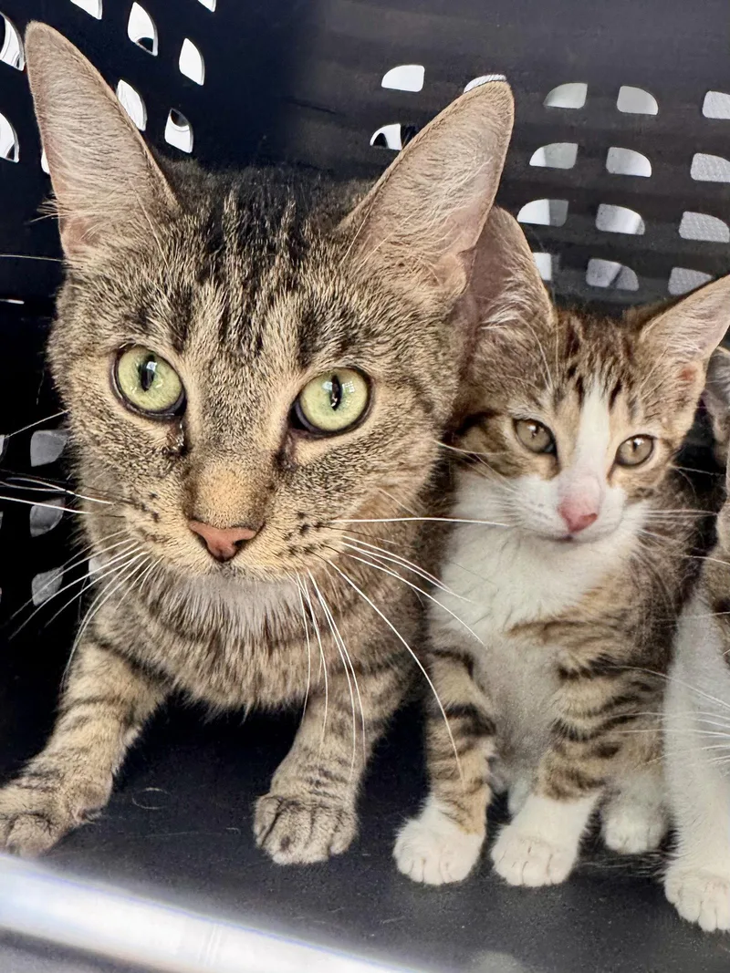An adult medium-sized female Domestic Short Hair cat named Gumpie for adoption in Wheaton, IL