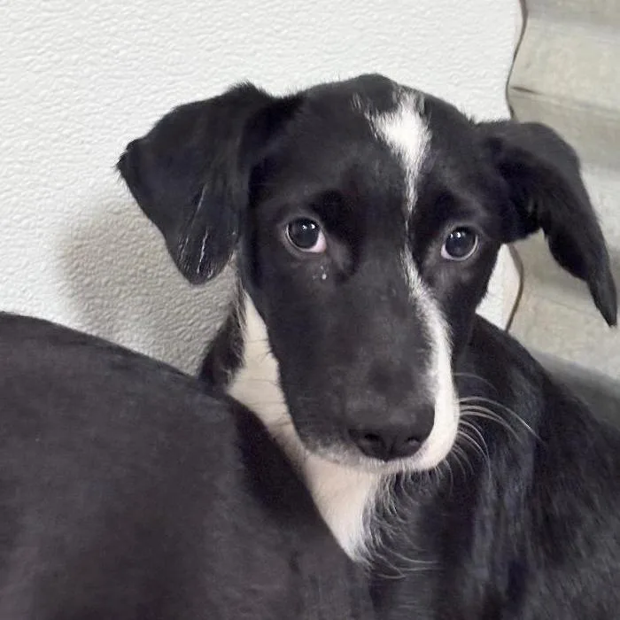 A baby small-sized male Collie dog named Filbert for adoption in North Myrtle Beach, SC