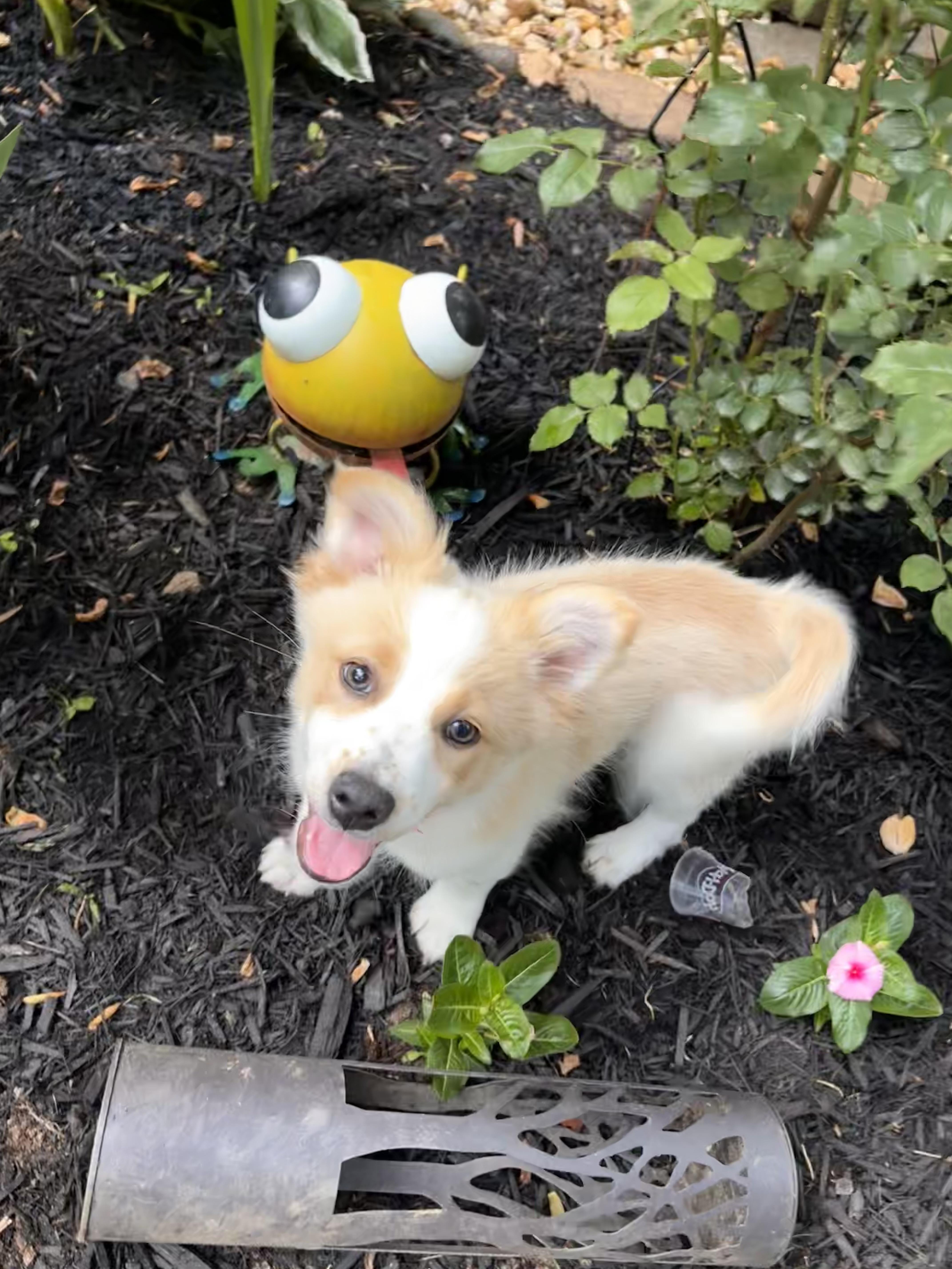 A baby small-sized male Yellow / Tan / Blond / Fawn Corgi dog named Rolie for adoption in Columbia, MD