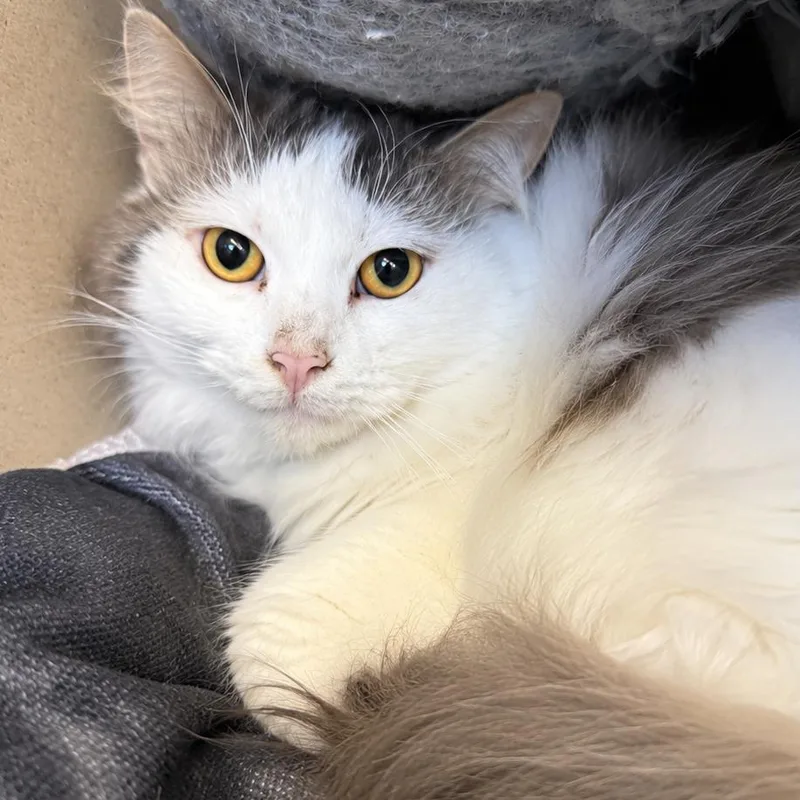An adult large-sized male White Domestic Short Hair cat named Big Mac for adoption in Gloucester, VA