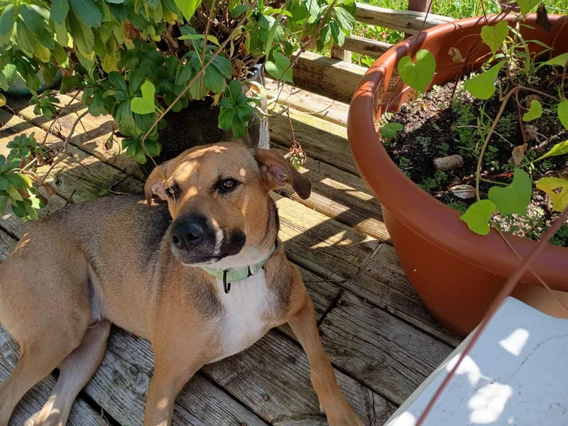 A young medium-sized male Black Mouth Cur dog named Soulful Hansel for adoption in Houston, TX