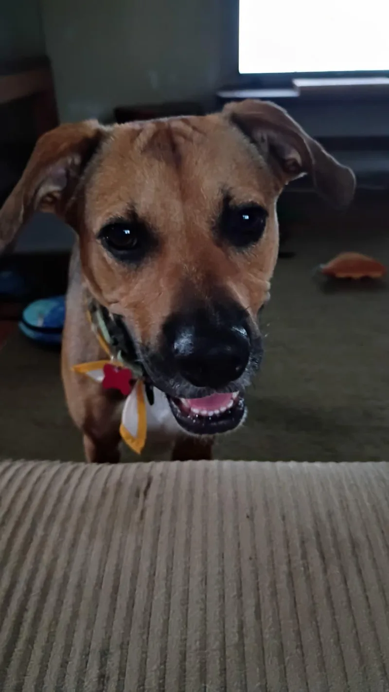 Soulful Hansel thumbnail 4