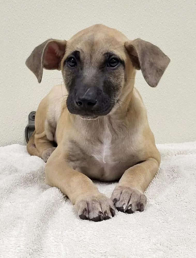 A baby medium-sized female Mixed Breed dog named Tilton for adoption in Groveland, MA