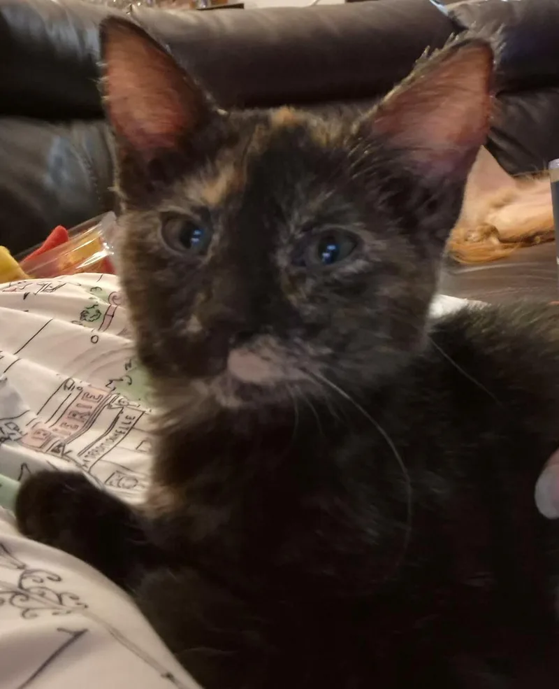 A young medium-sized female Tortoiseshell Domestic Short Hair cat named Butterscotch for adoption in Valley City, ND