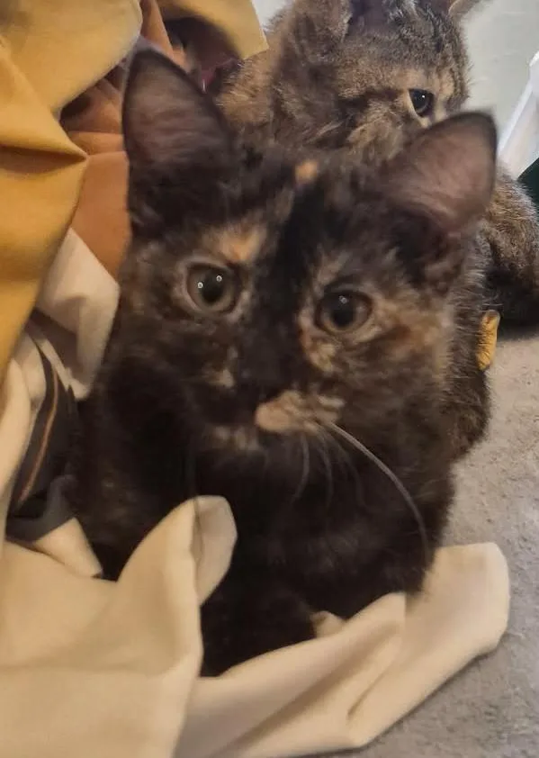 Butterscotch thumbnail 3