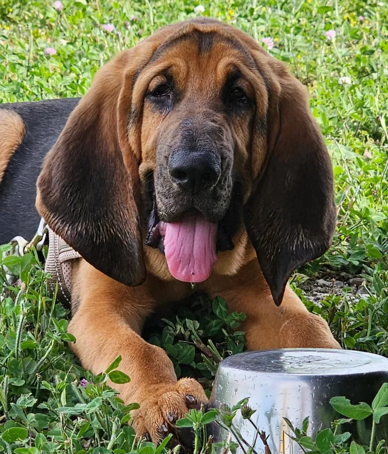A baby extra large-sized male Black Bloodhound dog named Pickles for adoption in Kenosha, WI