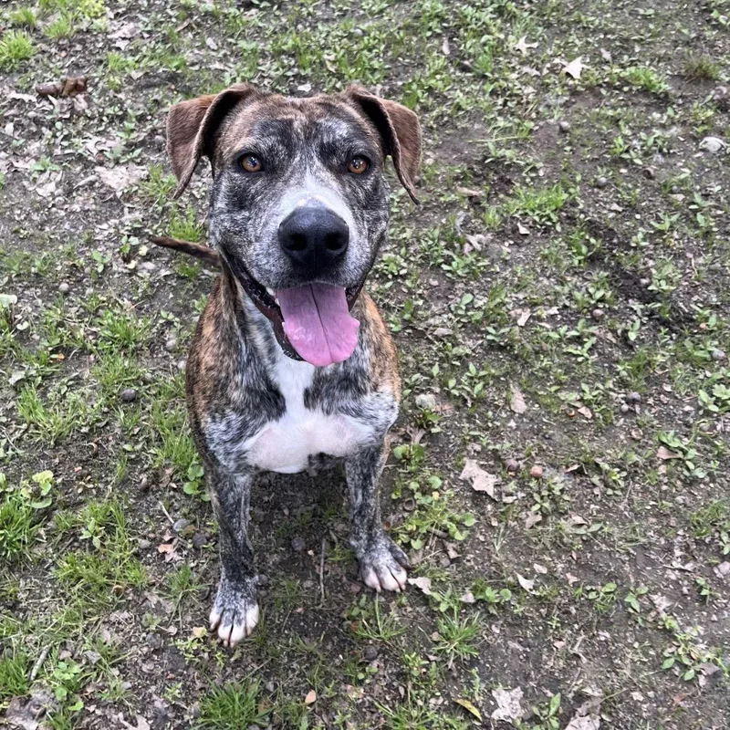 An adult large-sized male Brindle Pit Bull Terrier dog named Simba for adoption in Clanton, AL