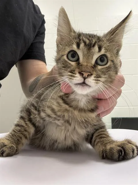 A baby small-sized male Domestic Short Hair cat named Boba Fett for adoption in Indianapolis, IN