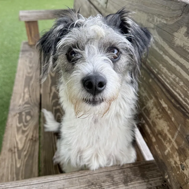 A young small-sized female Black Terrier dog named Akira for adoption in Eatontown, NJ
