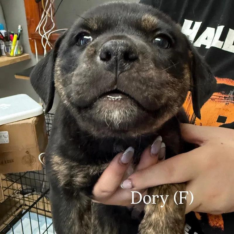 A baby large-sized female Black Rottweiler dog named Dory for adoption in Tacoma, WA