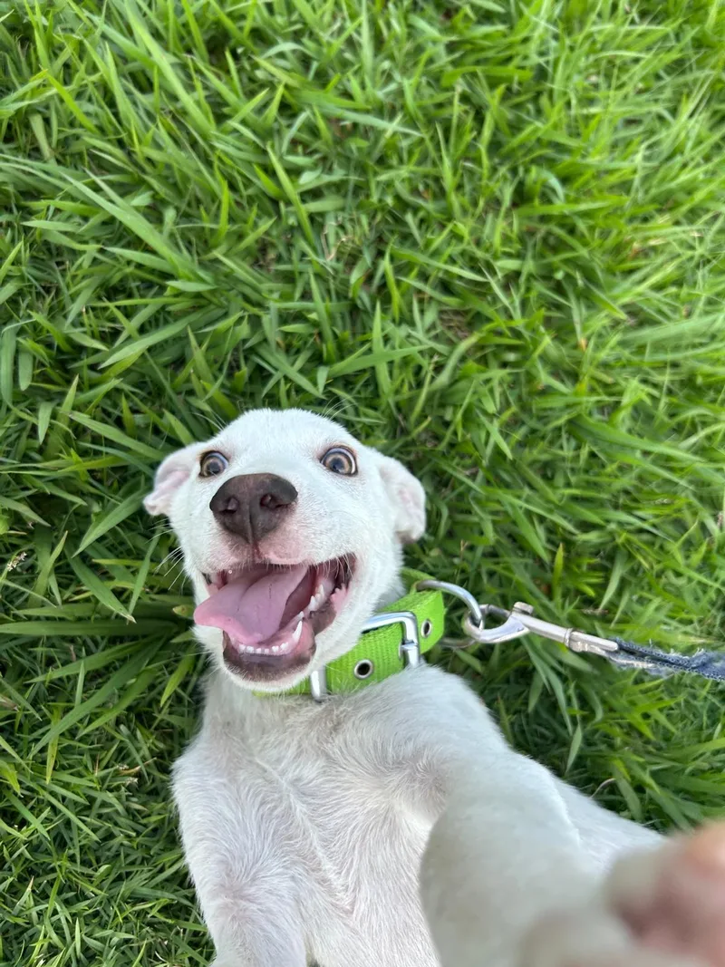 A baby medium-sized male White / Cream Labrador Retriever dog named Derp Derp  Great for adoption in New York, NY
