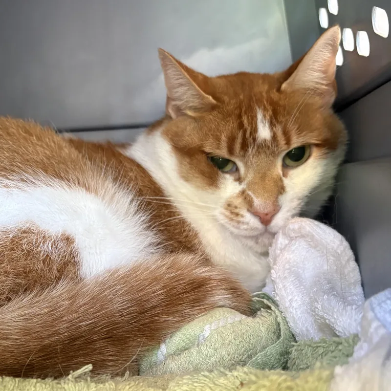 An adult large-sized male Orange & White Domestic Short Hair cat named Papa Sav for adoption in Eatontown, NJ