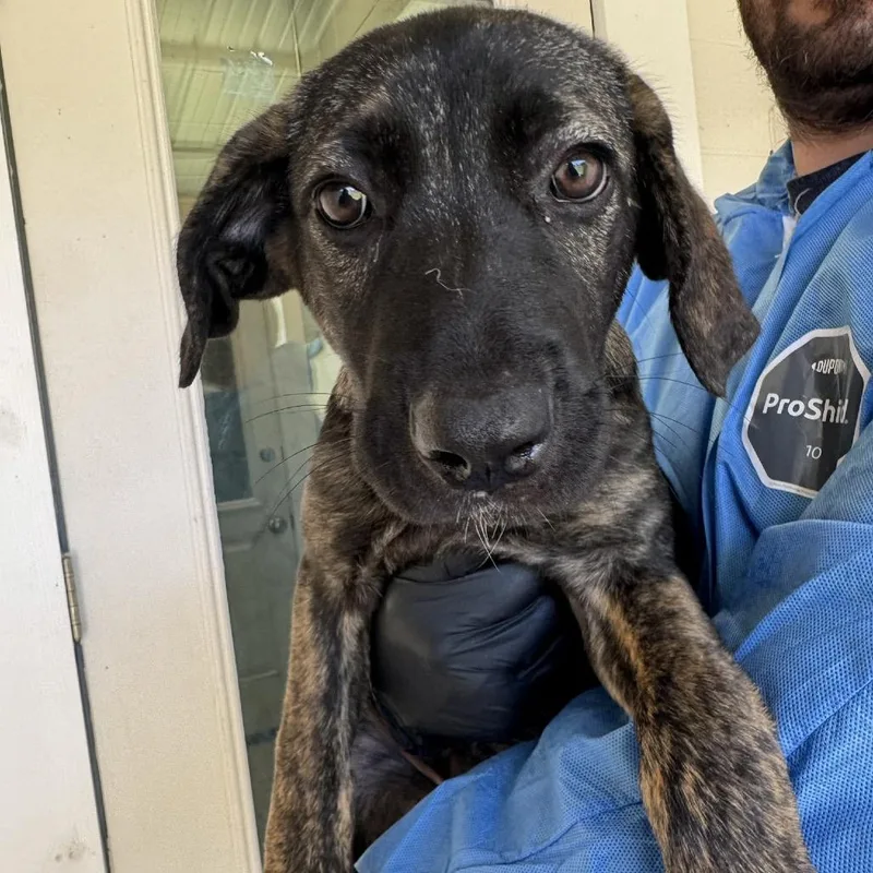 A baby large-sized female Cane Corso dog named Glimmer for adoption in LOXAHATCHEE, FL
