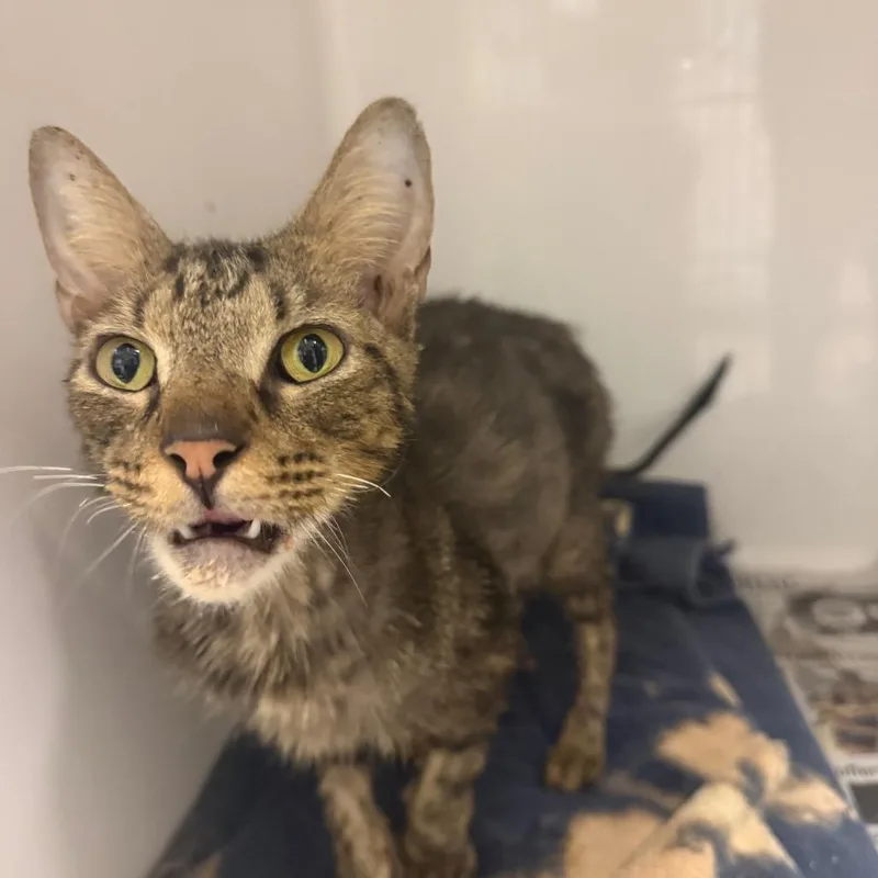 An adult medium-sized female Gray / Blue / Silver Domestic Short Hair cat named Kit Katty for adoption in Charleston, WV