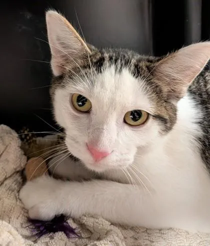 A baby small-sized male Domestic Short Hair cat named Steam Boat Willie for adoption in Fishers, IN
