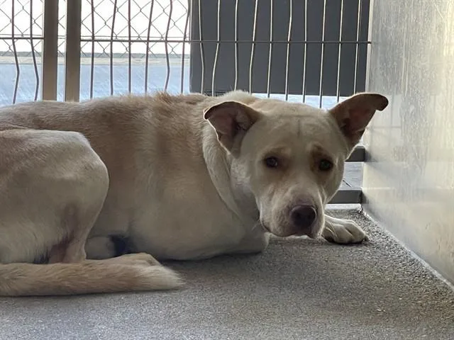 A young medium-sized male Pit Bull Terrier dog named Dino for adoption in Downey, CA