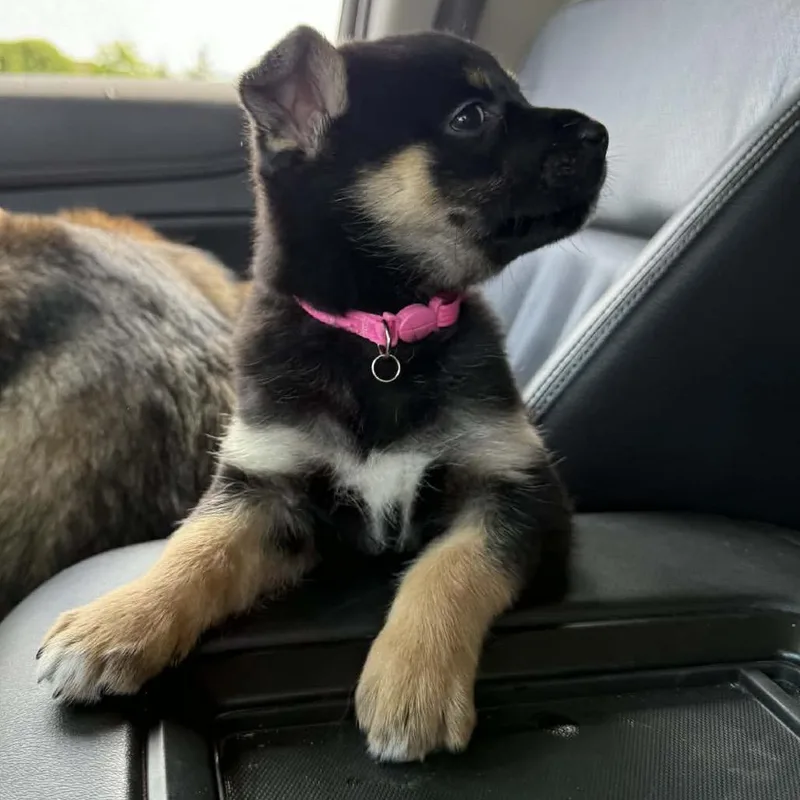 Gemma