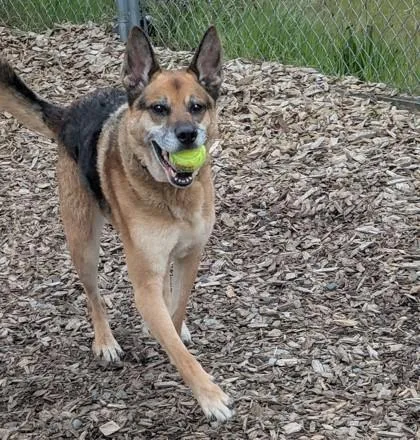 An adult large-sized male German Shepherd Dog dog named Doja for adoption in Seattle, WA