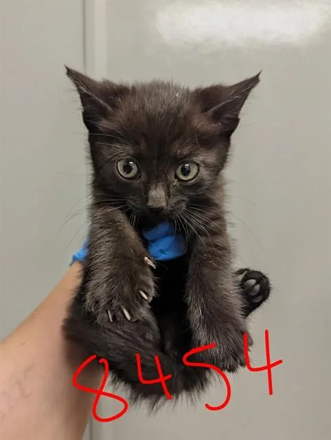 A baby small-sized female Domestic Short Hair cat named Dolly for adoption in Ontario, CA