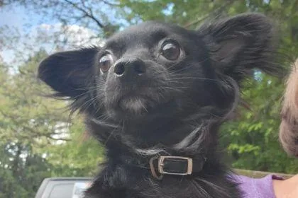 A young small-sized male Black Chihuahua dog named Kijo for adoption in Cooperstown, NY