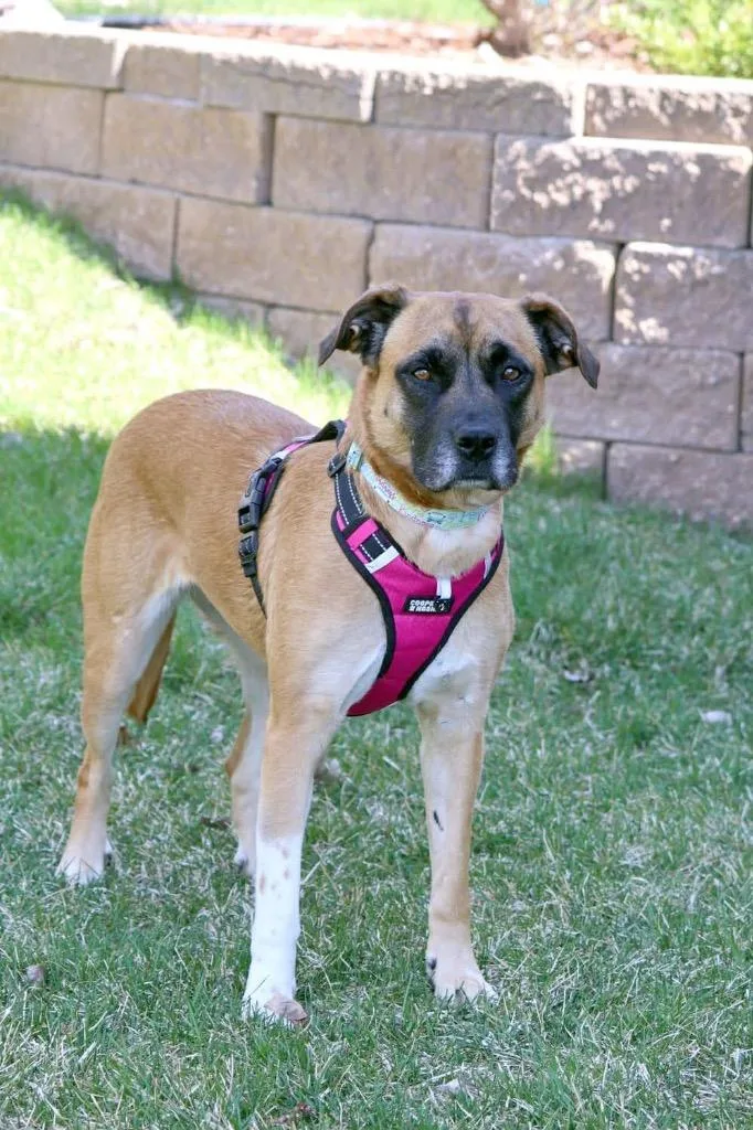 A young medium-sized female Mixed Breed dog named Daisy for adoption in Savage, MN