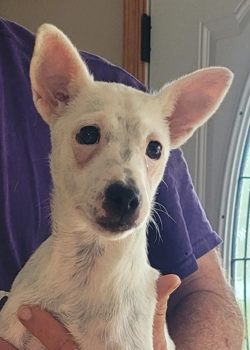 Yogi Bear thumbnail 3